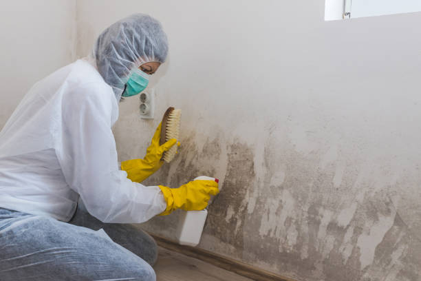 Best Black Mold Remediation in Brooklyn, WI