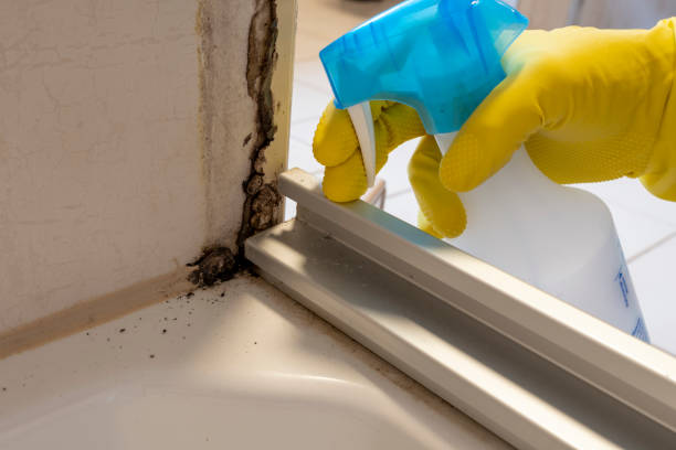 Professional Mold Remediation in Brooklyn, WI