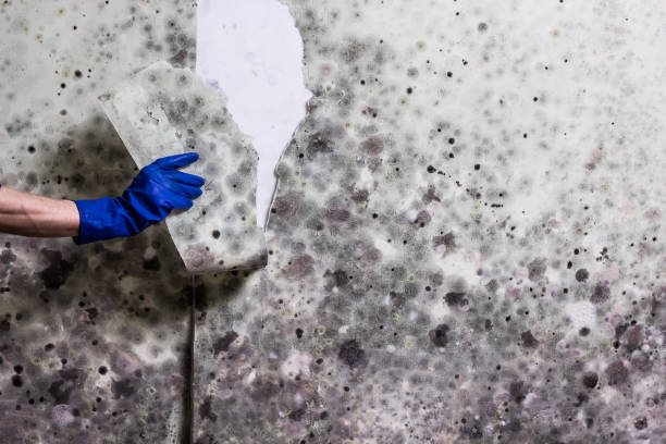 Best Post-Flood Mold Remediation in Brooklyn, WI
