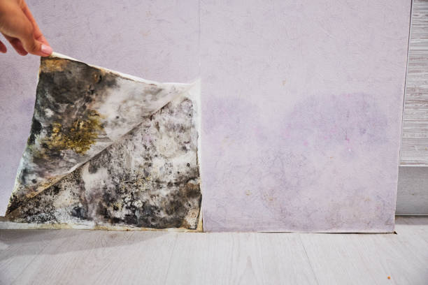 Best Insurance-Related Mold Remediation in Brooklyn, WI